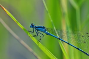 Dragonflies Are Efficient Predators