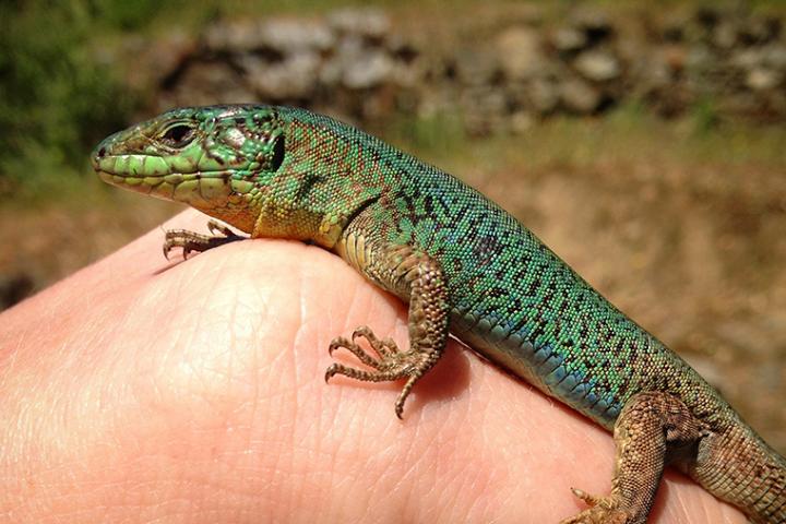 This is a male Podarcis erhardii, the Aegean wall lizard. CREDIT