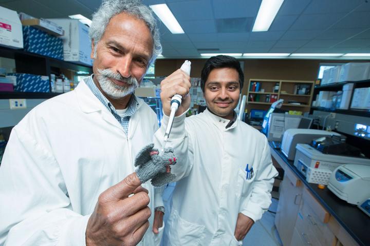 CAPTION USask researcher Vikram Misra (left) and former PhD student Arinjay Banerjee posing with a bat finger puppet. CREDIT Dave Stobbe for the University of Saskatchewan.