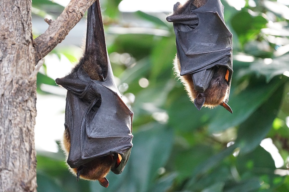 Saving bats from wind turbine death