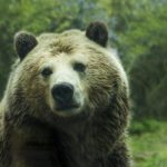 Grizzly Bear's Muscle Don't Suffer From Lack of Movement During Hibernation