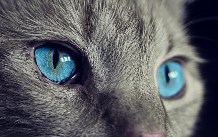 Humans are now closer to seeing through the eyes of animals