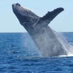 Stanford Study Finds Whales Use Stealth To Feed On Fish