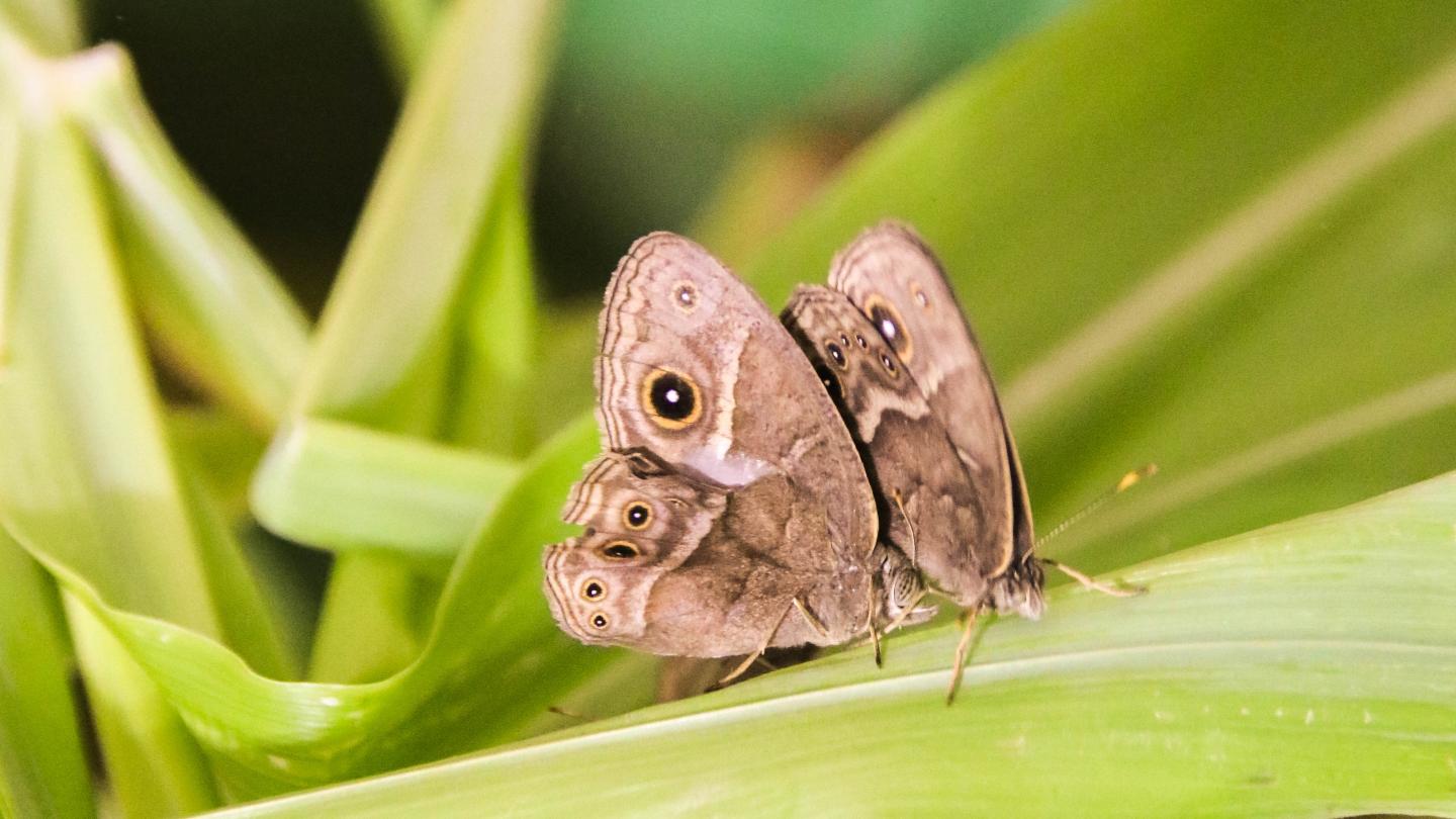 Male Bush Brown Butterfly