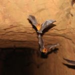 New Bat Species 3