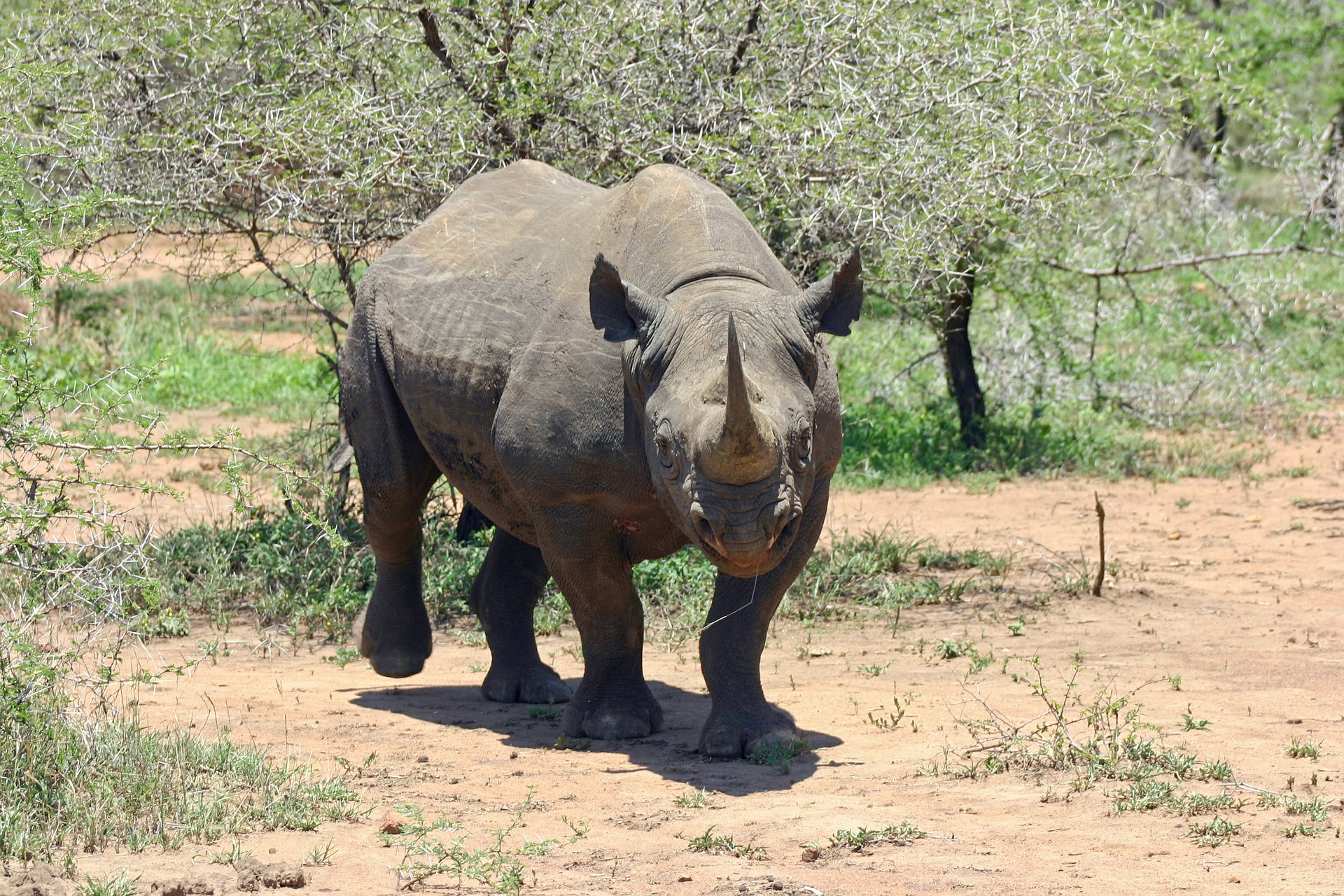 Black rhinos eavesdrop on the alarm calls of hitchhiking oxpeckers to avoid humans