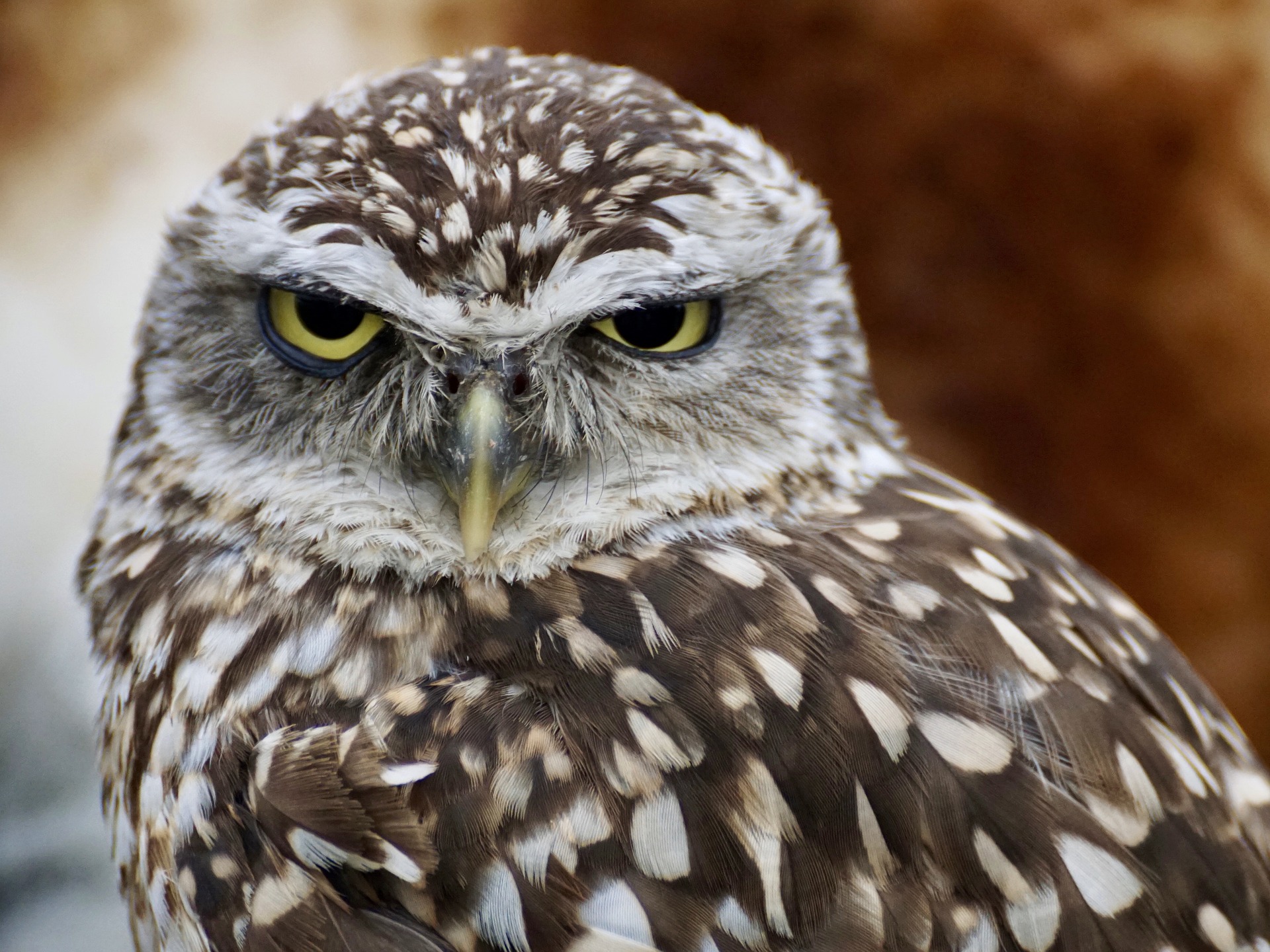 Facts About Owls, The Misunderstood Bird - Liveminty