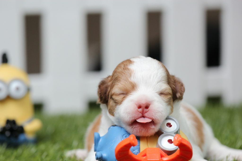 Cute Puppies Of All Time