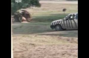 (VIDEO) Rhino Flips Car As If It’s A Toy