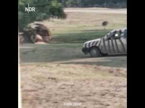 (VIDEO) Rhino Flips Car As If It’s A Toy