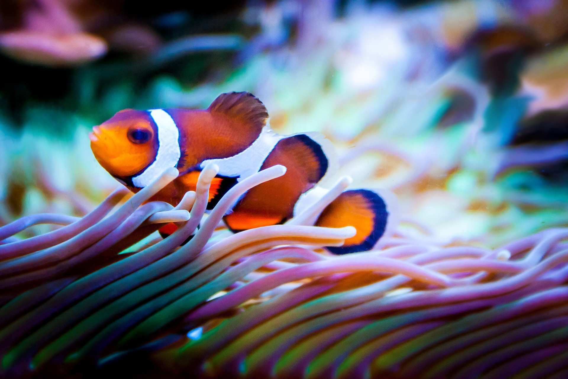Motorboat Noise Makes Clownfish Stressed And Aggressive