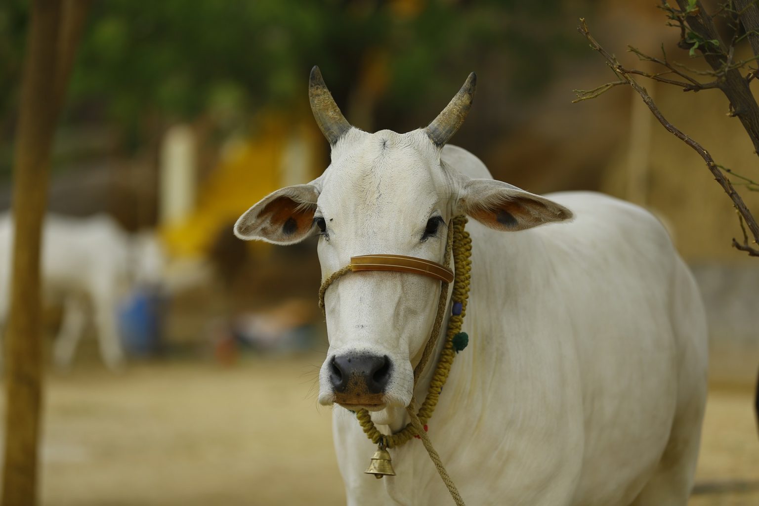 the-meaning-and-symbolism-of-the-word-cow