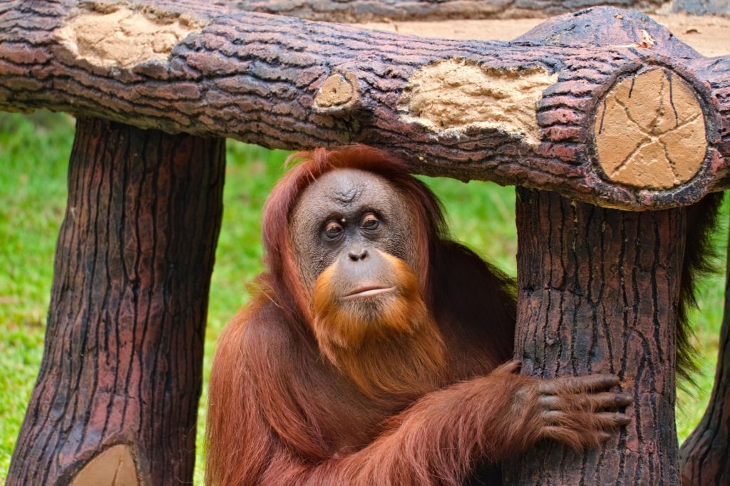 Ranking the World's Smartest Animals Top 7 Highest IQ Animals LiveMinty