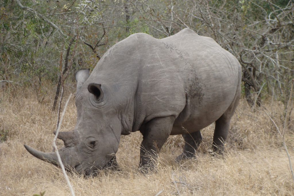 7 Incredible Facts About the Northern White Rhino - Like They Aren't ...