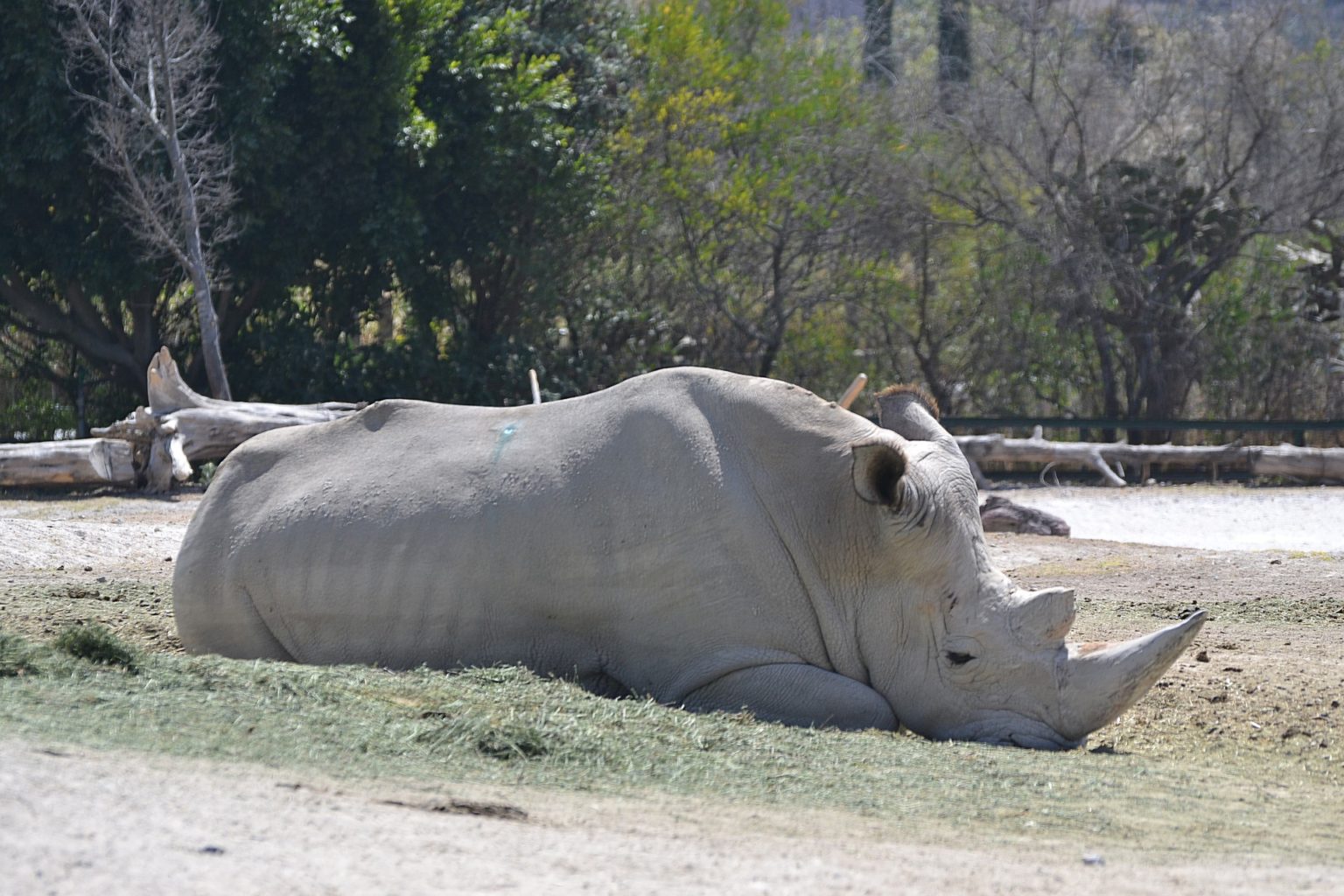 northern white rhino habitat