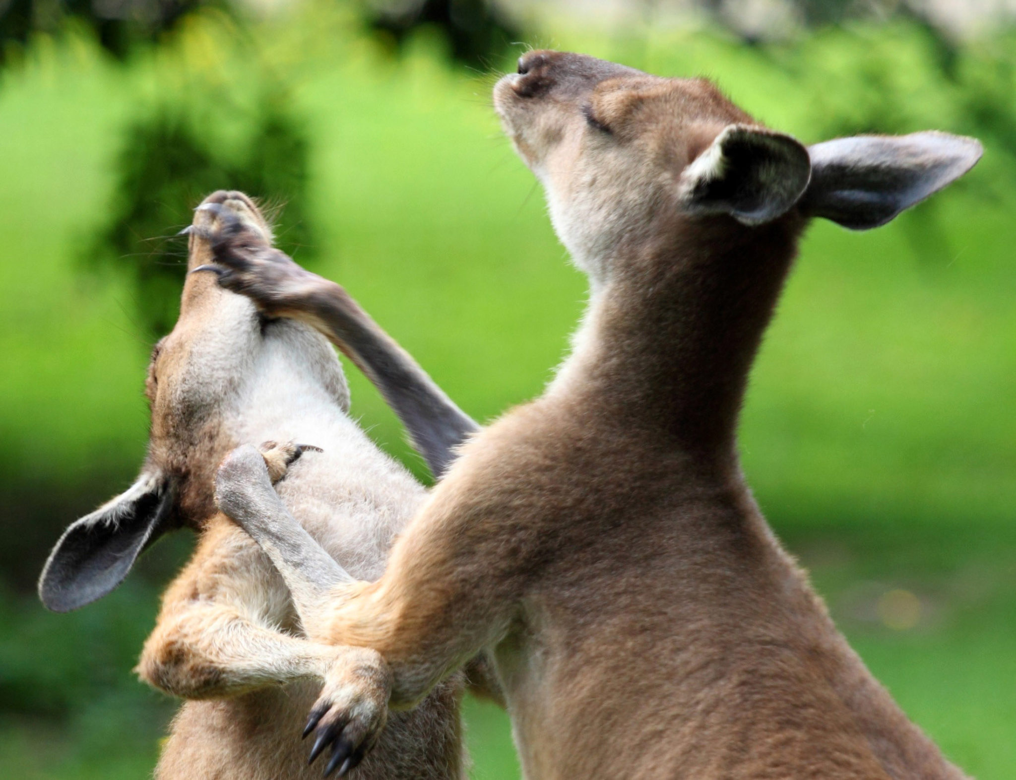 Do Kangaroos Really Punch And Other Roo Facts Liveminty 