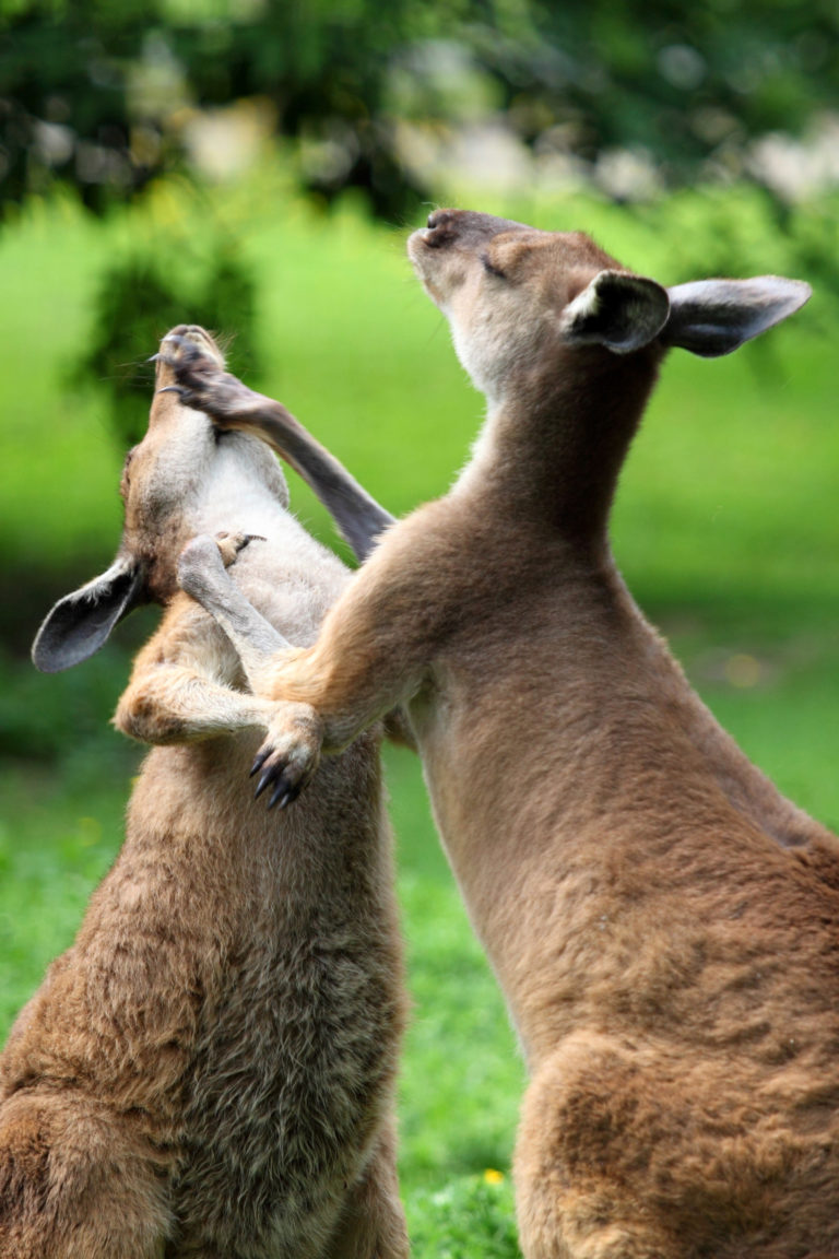 Do Kangaroos Really Punch? And Other Roo Facts LiveMinty