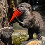 Otters juggle stones when hungry, research shows