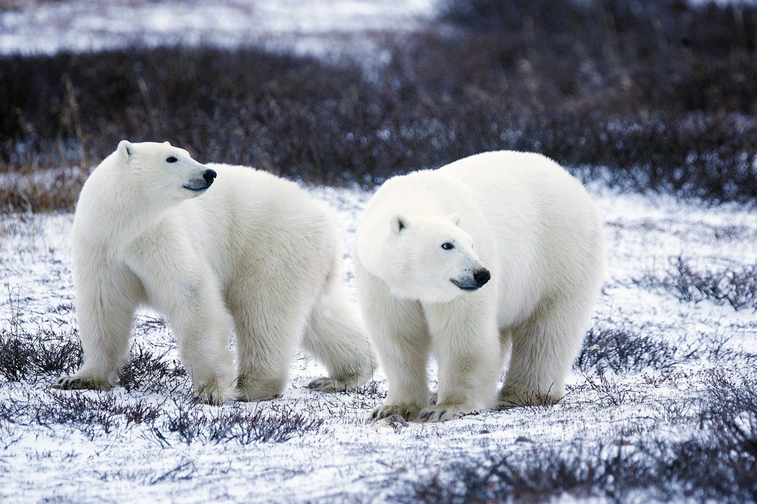 polar bear predators wikipedia