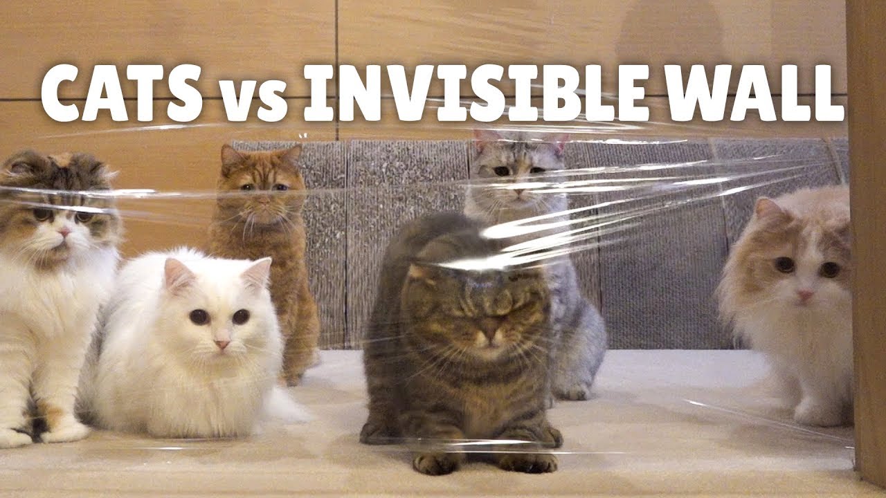 (Video) Cute: Cats vs Invisible Wall