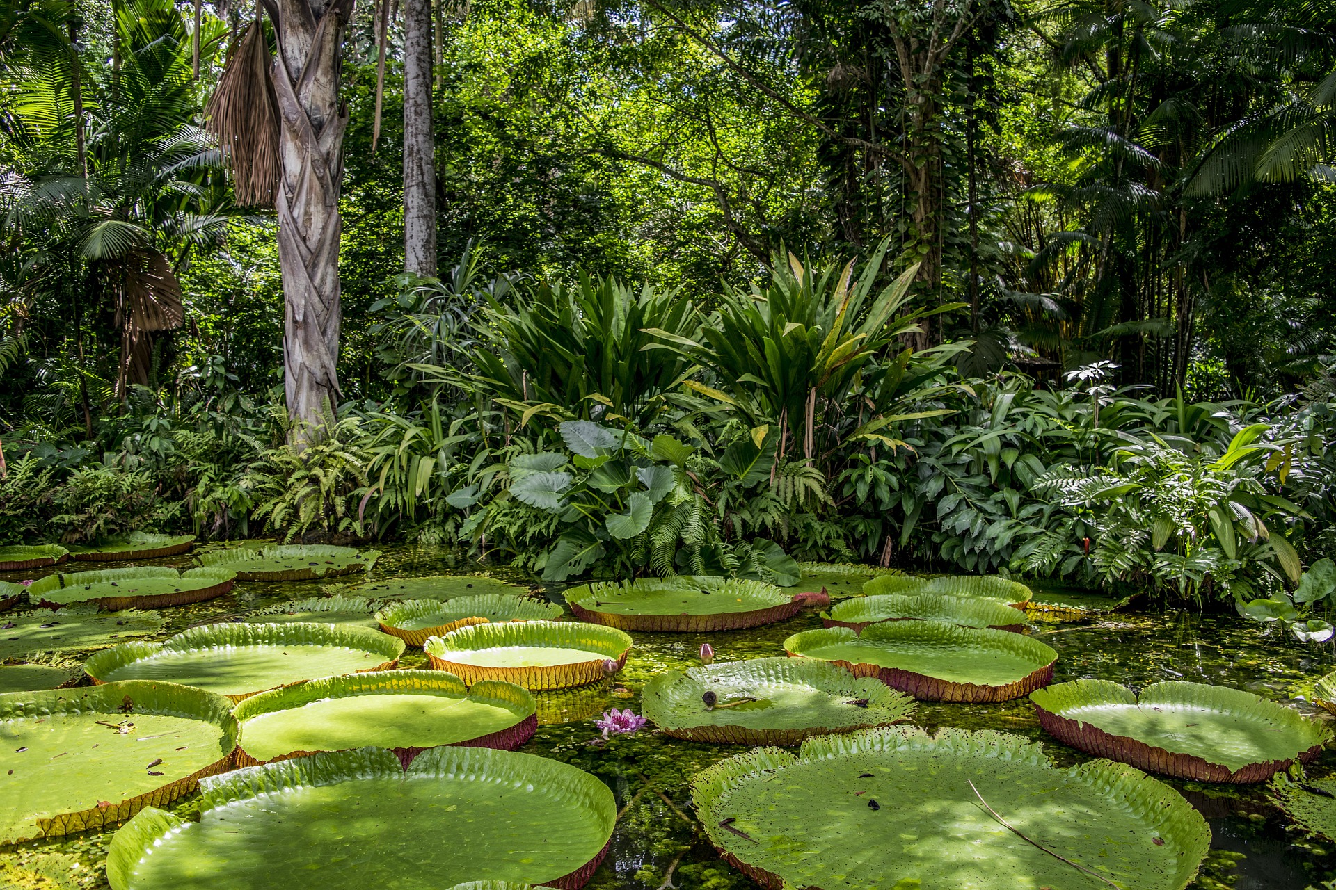 amazon rainforest tourism facts