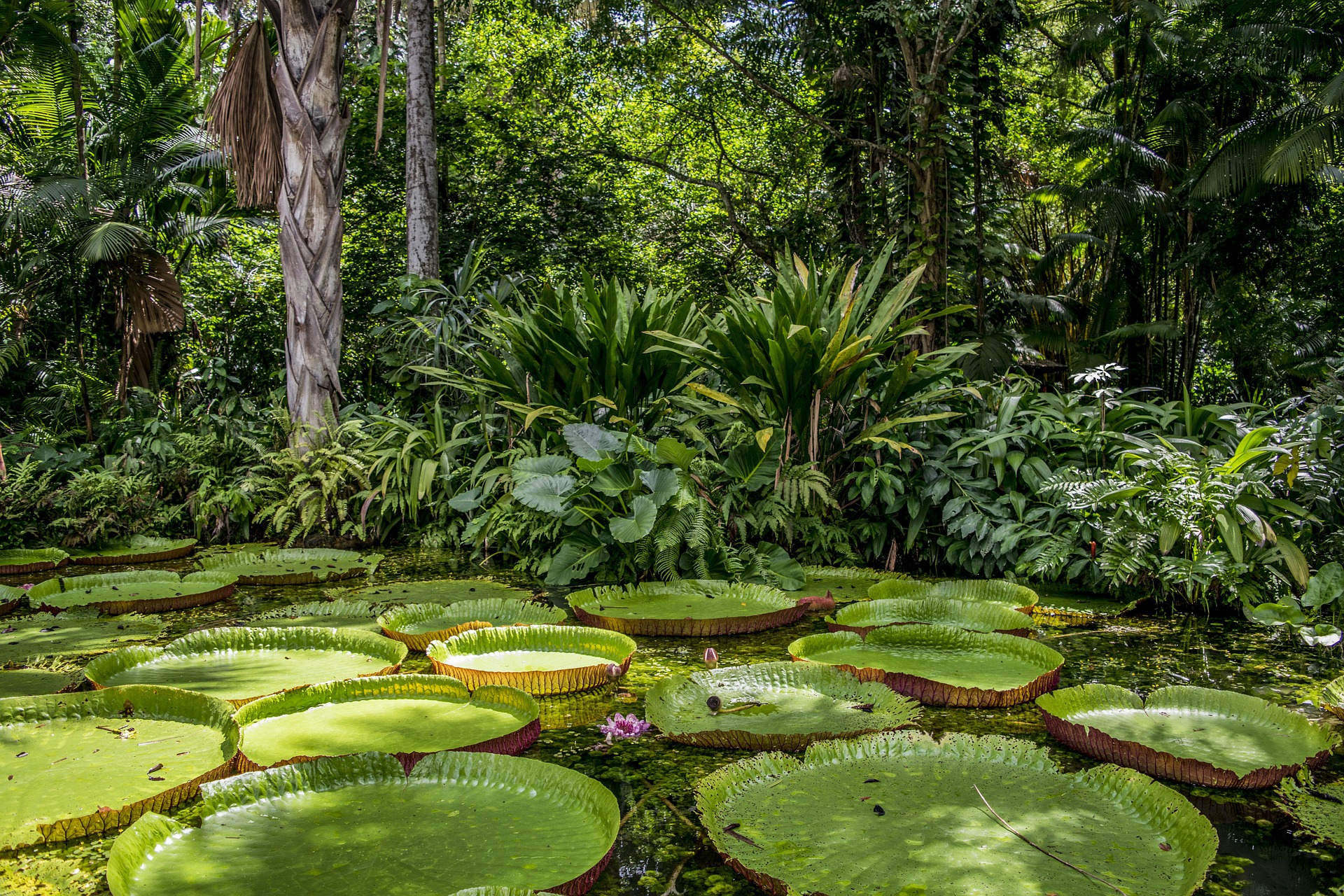 tropical-rainforest-climate-graph