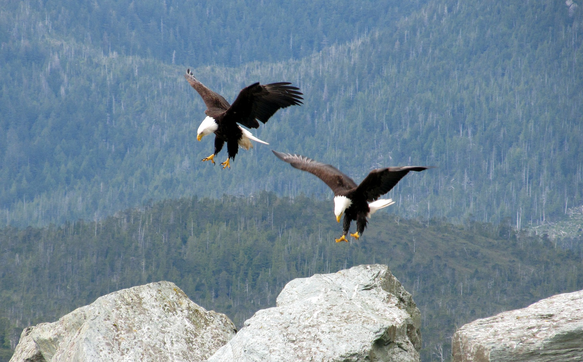 facts about bald eagles