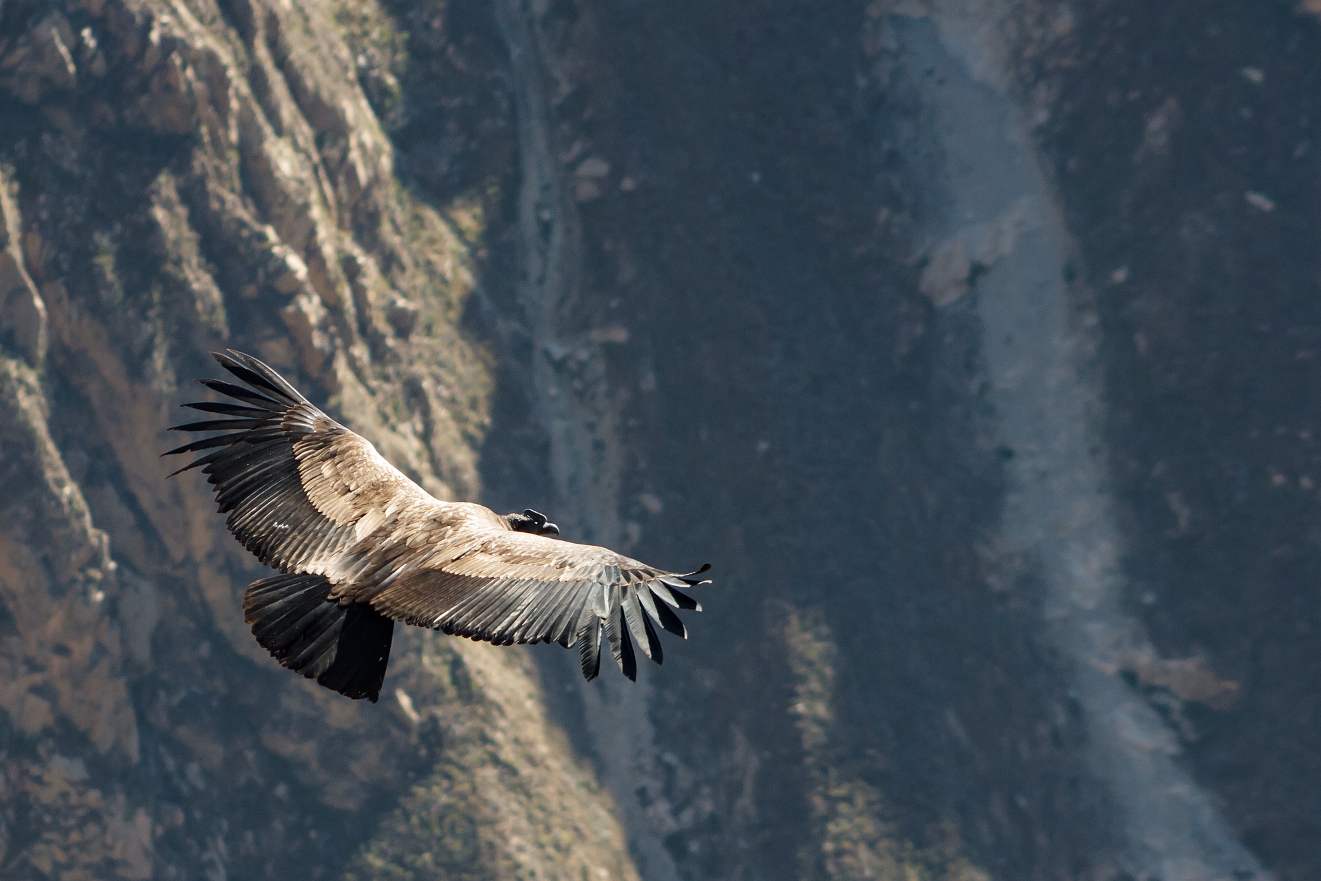 The Andean condor in flight - recording devices revealed it actually flaps its wings for just one per cent of its flight time.