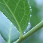 Plant Droplets