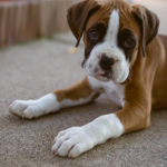5 Products That Make Being A Pet Owner Easier Than Ever