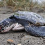 Mystery Over Decline In Sea Turtle Sightings