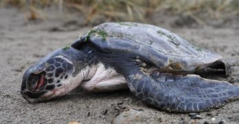 Mystery Over Decline In Sea Turtle Sightings