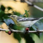 blackburnian warbler perches