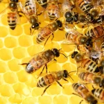 Size matters for bee ‘superorganism’ colonies
