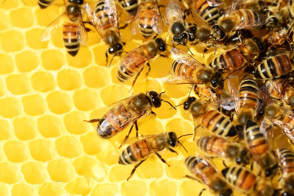 Size matters for bee ‘superorganism’ colonies