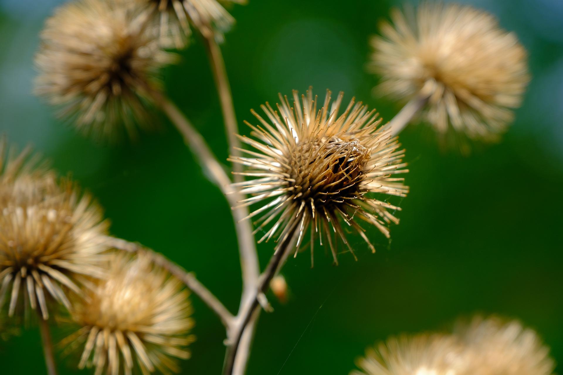 7 Benefits of Burdock Root and Side Effects
