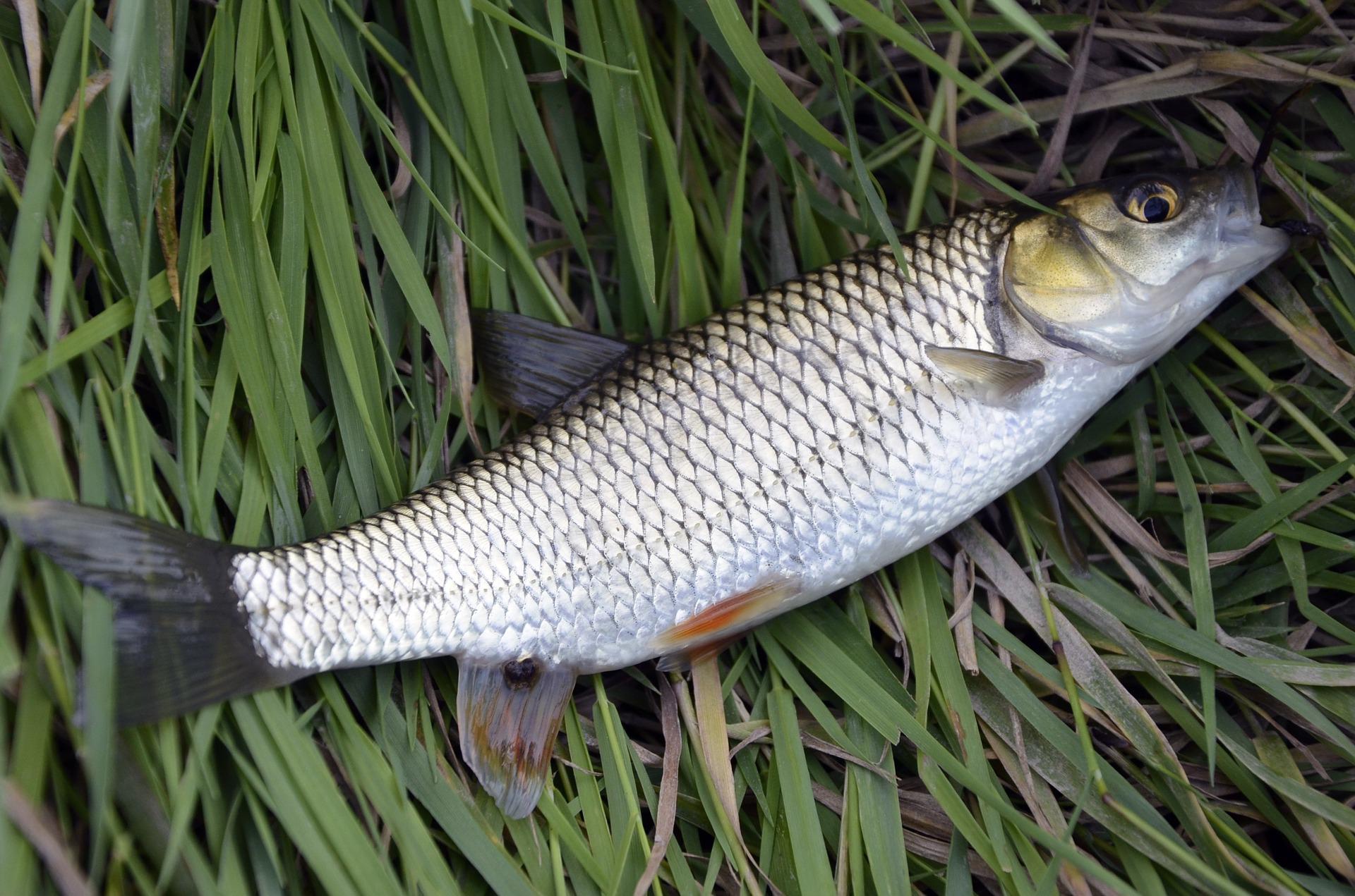 7 Benefits of Eating Mullet Fish and Side Effects