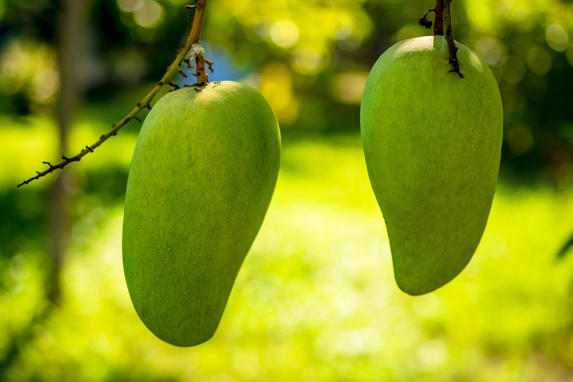 9 Outstand Mango Benefits and Side Effects That You Should Know