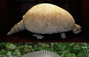 50 Super Interesting Facts About Armadillo Armadillo