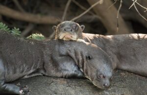 50 Super Interesting Facts About Giant Otter Giant Otter