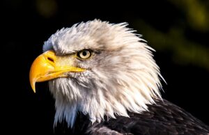 50 Super Interesting Facts About Bald Eagle Interesting Facts About Bald Eagle