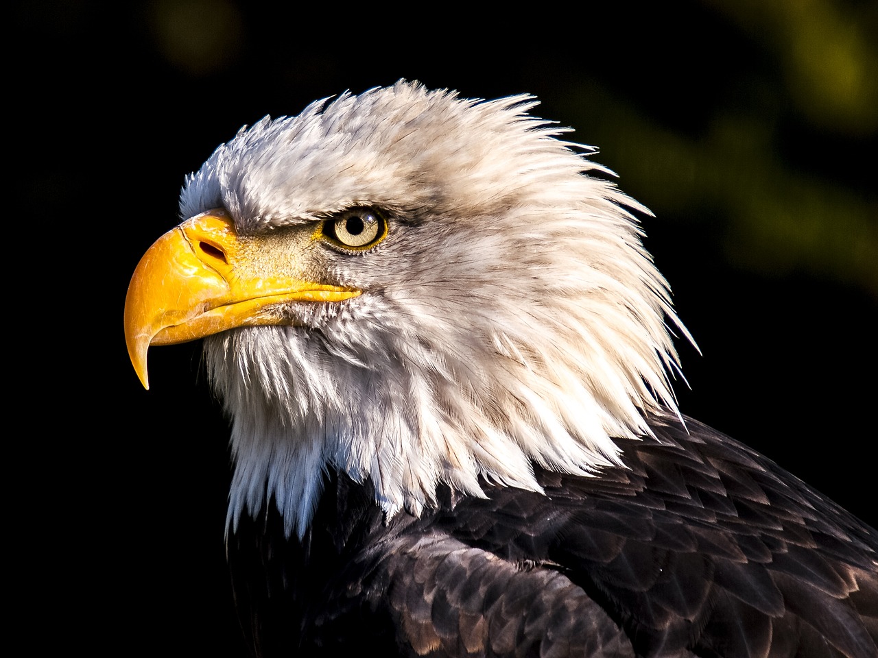 Interesting Facts About Bald Eagle