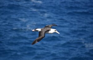 30 Super Interesting Facts About Albatrosses 20 Super Interesting Facts About Caterpillars