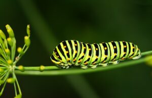 20 Super Interesting Facts About Caterpillars 20 Super Interesting Facts About Caterpillars