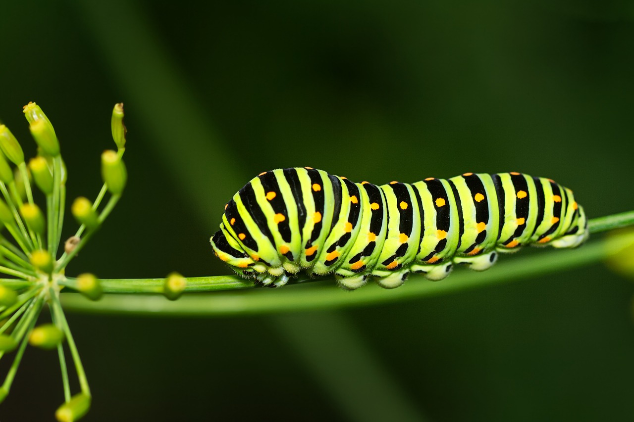 20 Super Interesting Facts About Caterpillars 