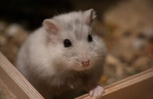 20 Super Interesting Facts About Hamsters That You Must Know About 20 Super Interesting Facts About Hamsters That You Must Know About