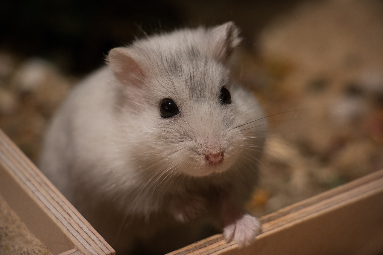 20 Super Interesting Facts About Hamsters That You Must Know About