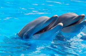 50 Super Interesting Facts About Dolphins dolphins