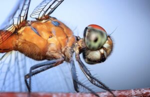 21 Super Interesting Facts About Dragonflies That You Didn’t Know About 21 Super Interesting Facts About Dragonflies That You Didn't Know About