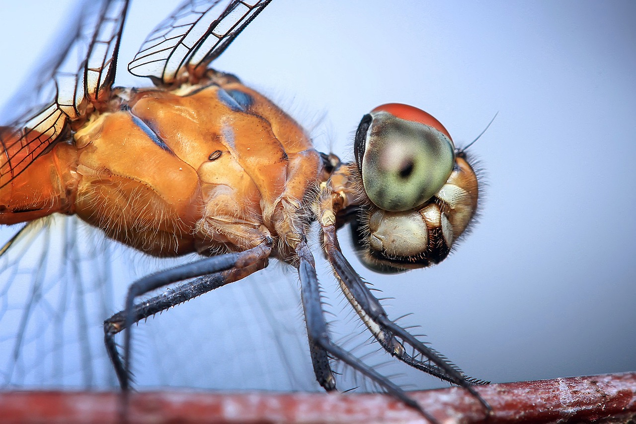 21 Super Interesting Facts About Dragonflies That You Didn't Know About